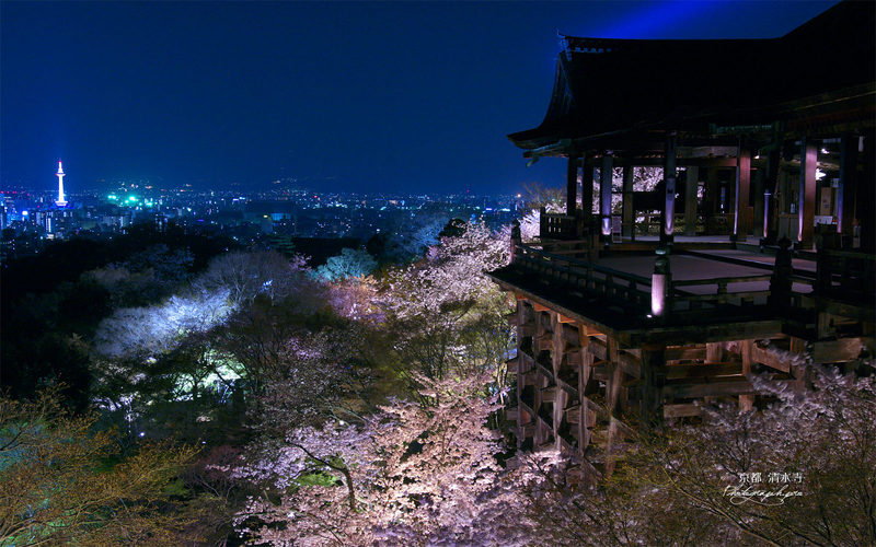 kiyomizudera vista en la noche cerezos higashiyama kyoto