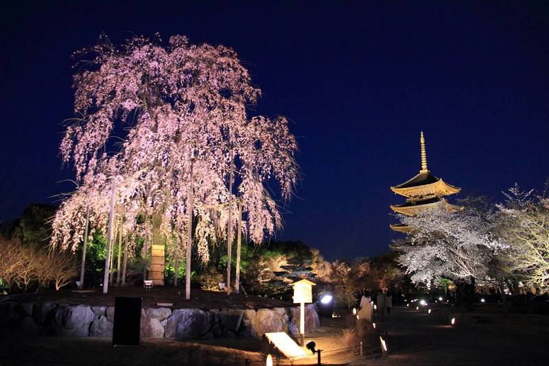 toji templo en la noche durante hanami sakura