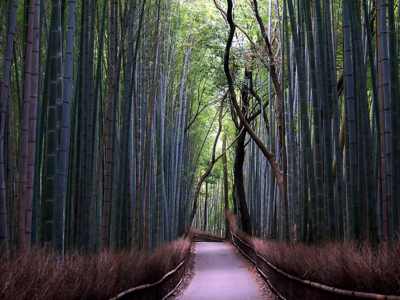 bambu bosque arashiyama kyoto